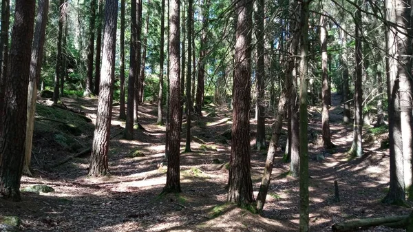 晴れた日の美しい森 — ストック写真