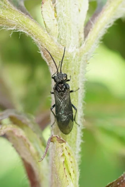 Closeup All Dark Black Sawfly Dolerus Sitting Vegetation Garden — Stock Photo, Image