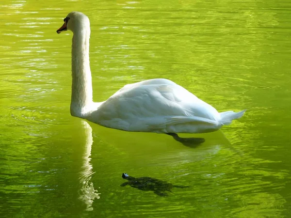 Cisne Tortuga Nadando Agua Limpia Del Lago Día Soleado Brillante — Foto de Stock