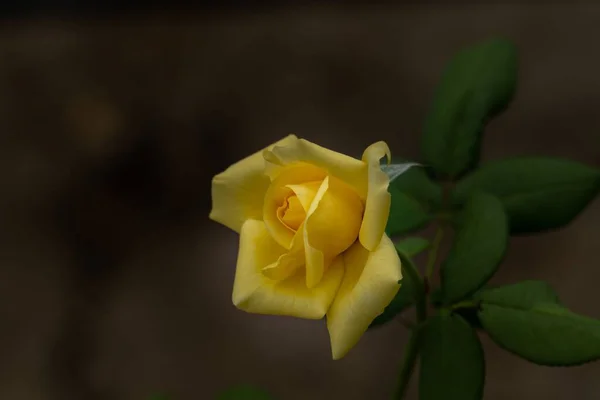 Közeli Kép Egy Sárga Rózsa Nem Fókusz Háttér — Stock Fotó