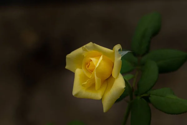 Close Uma Rosa Amarela Com Fundo Fora Foco — Fotografia de Stock