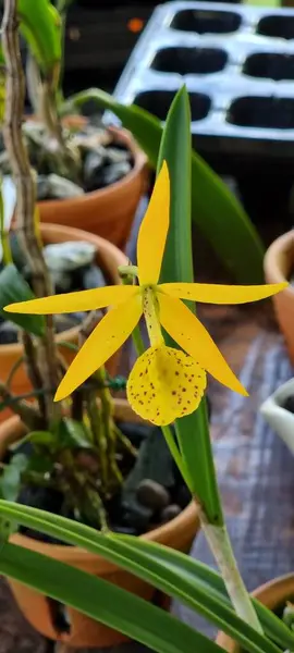 Uma Orquídea Amarela Pote Jardim Casa — Fotografia de Stock