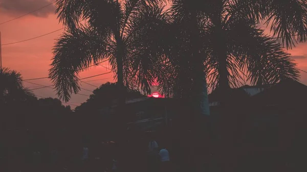 Small Group People Gathering Palm Trees Dusk Sky — Stock Photo, Image