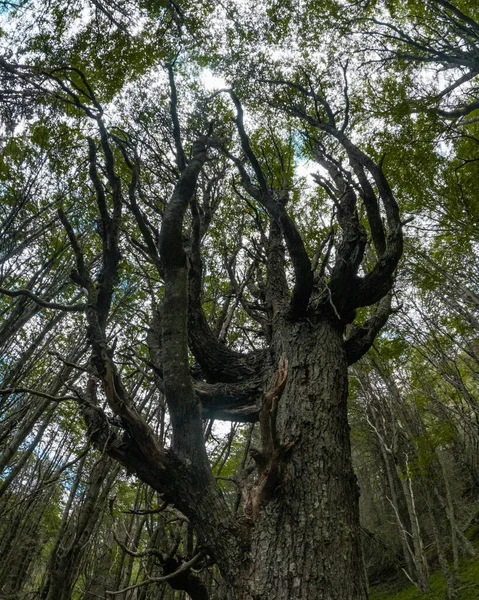 Tiro Baixo Ângulo Árvores Contra Céu Azul Uma Floresta Coyhaique — Fotografia de Stock