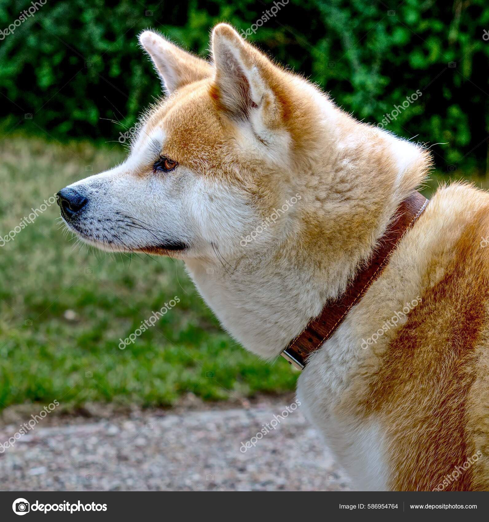 Japanese Akita Inu Dog Standing Grass Park Sunny Day — Stock Photo ©  wirestock_creators #586954764
