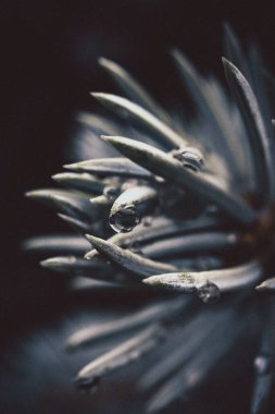 Su damlalarıyla çam ağacının dikey görüntüsü.