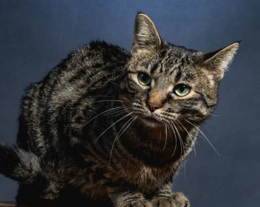 Meraklı Kedi Stüdyosu Hayvan Portresi