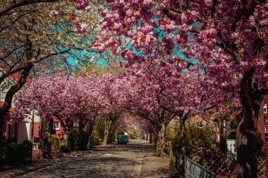 Baumstrasse, Norden Doğu Frizya, Almanya 'da yoldaki pembe sakura ağaçları