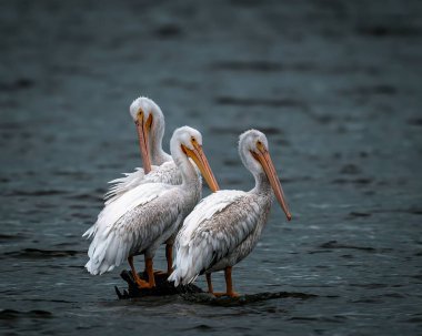Denizde duran Amerikan beyaz pelikanlarının yakın çekimi.