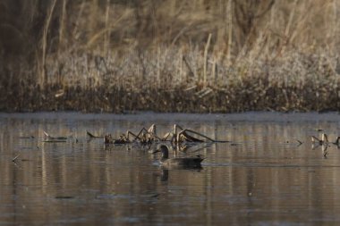 Gölde yüzen bir gadwall (mareca strepera)