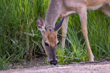 Doe dikkatle Güney Dakota 'daki Black Hills' te görüldü..
