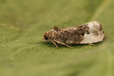 Bahçedeki yeşil yaprağın üzerinde oturan Mermer Meyve Bahçesi Tortrix, Hedya nubiferana