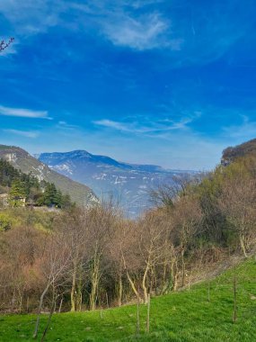 Arka planda dağlar olan sık ağaçların dikey görüntüsü