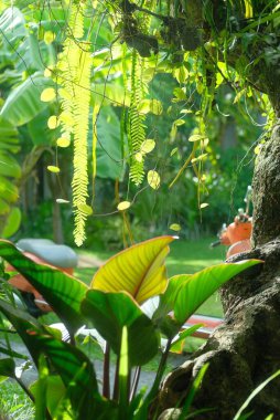 Parktaki yaşlı ağaçtan sarkan bitkilerin dikey görüntüsü.