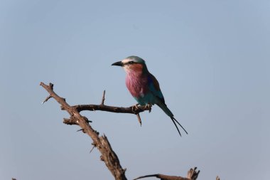 Leylak - Göğüs Roller (Kuş) bir dala oturmuş