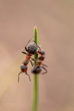 Gündüz vakti yeşil bir bitki yaprağında sürünen iki küçük karınca.