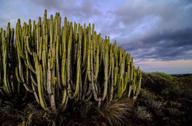 Tenerife Kanarya Adası 'nda Sakin Kaktüs Çöl Günbatımı