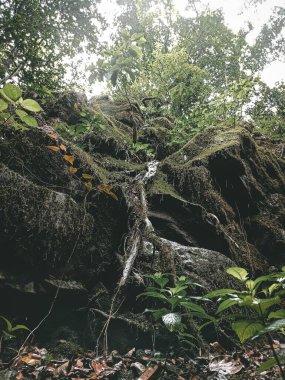 Güneşli bir günde güzel bir ormanın dikey görüntüsü.