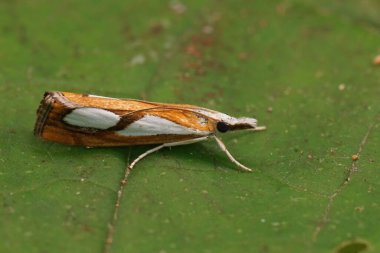 Renkli bir Pearl Grass kaplamalı kelebeğe, Catoptria pinella, bahçede yeşil bir yaprağın üzerinde oturuyor.