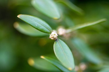 Powell Botanik Bahçeleri, Kingsville, Missouri