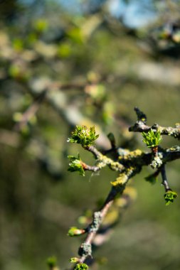İlkbaharda çekilen bir ladin çiçeğinin dikey görüntüsü.