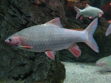 Suda yüzen alüminyum folyo dikenli bir balığın yakın çekimi.