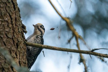 Avrasya 'nın üç parmaklı ağaçkakanının ağaç gövdesine tünediği yakın plan.