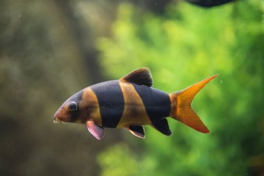 Suda palyaço loach balığının (kromobotia macracanthus) yakın plan resmi.