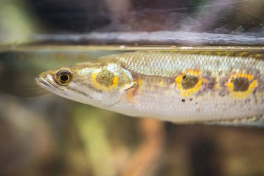 Channa Pleurophthalma 'nın suda çekilmiş yakın çekimi.