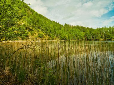 Salzburg 'da ağaçlarla çevrili otların arasından dağ gölü manzarası.
