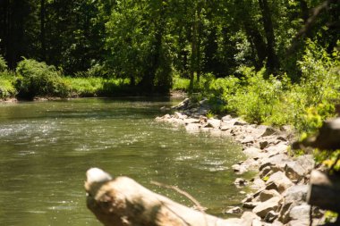 Huntingdon, Pennsylvania 'da yeşil bir ormandan akan bir nehir.