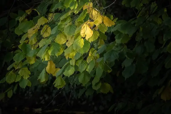 Galhos Árvore Com Folhas Amarelas Verdes — Fotografia de Stock