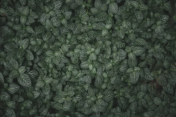 緑色の葉に白い縞模様があります Fittonia Albivenis — ストック写真