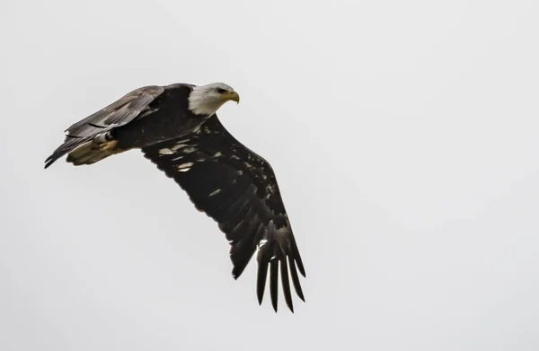 Closeup Beautiful Bald Eagle Flying Gray Sky Background — Stock Photo, Image