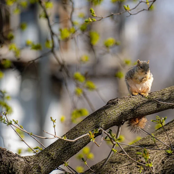 Wiewiórka Gałęzi Drzewa — Zdjęcie stockowe