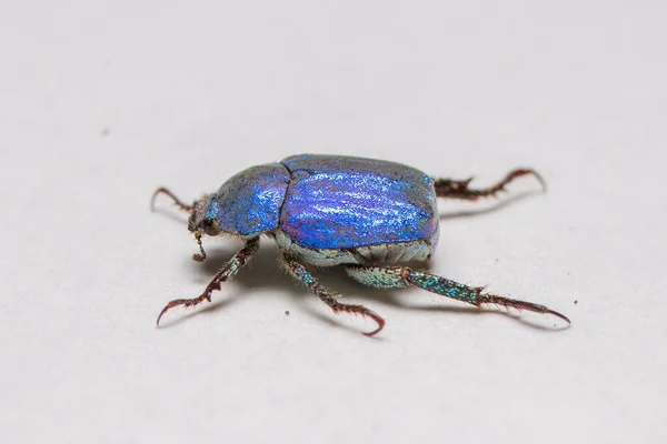 Blue Brilliant Beetle Hoplia Coerulea Close Macro White Background — Stock Photo, Image