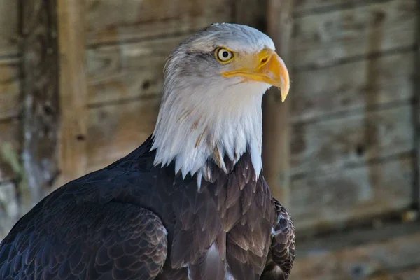 Beautiful View Bald Eagle Blurred Background — Stock Photo, Image