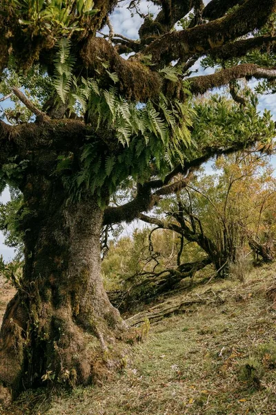 Tiro Vertical Uma Árvore Floresta Fanal Ilha Madeira Portugal — Fotografia de Stock