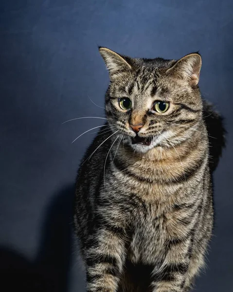 Nyfiken Katt Studio Pet Porträtt — Stockfoto