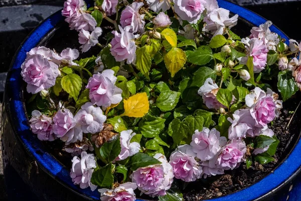 Closeup Pink Primrose Flowers Blue Pot — Stock Photo, Image