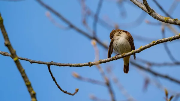 Gros Plan Rossignol Commun Luscinia Megarhynchos Sur Une Branche Arbre — Photo