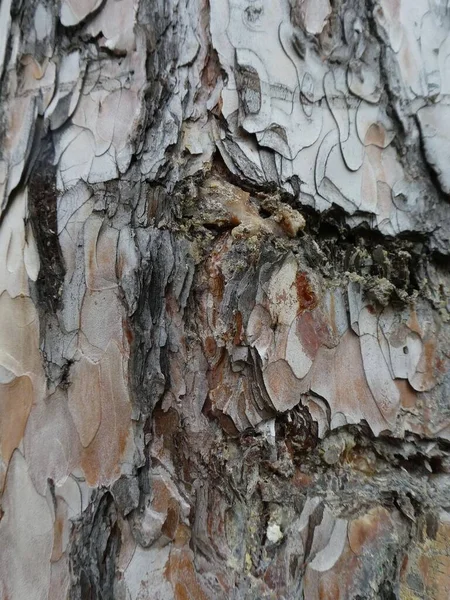 Corteza Natural Árbol Textura Fondo — Foto de Stock