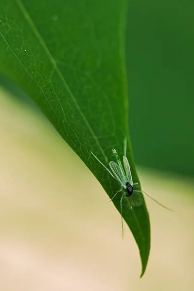 Makro Záběr Mouchy Sedící Zeleném Listu — Stock fotografie