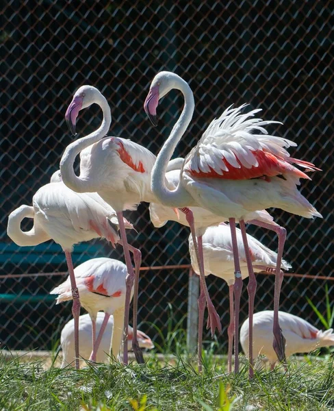 Group Flamingo Birds Zoo Exotic — Stock Photo, Image