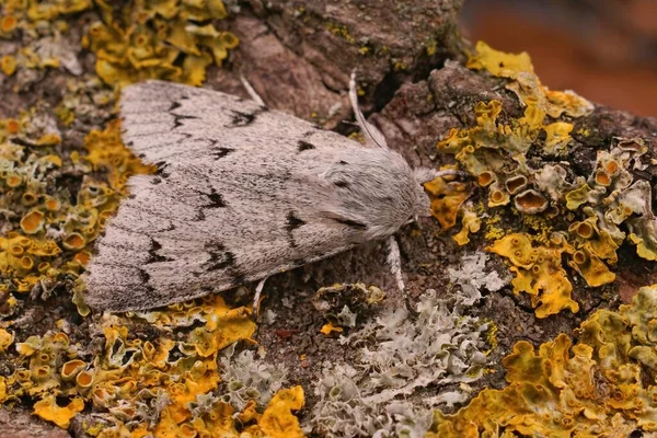 Detailed Closeup Grey Sycamore Moth Acronicata Aceris Sitting Wood — Stock Photo, Image