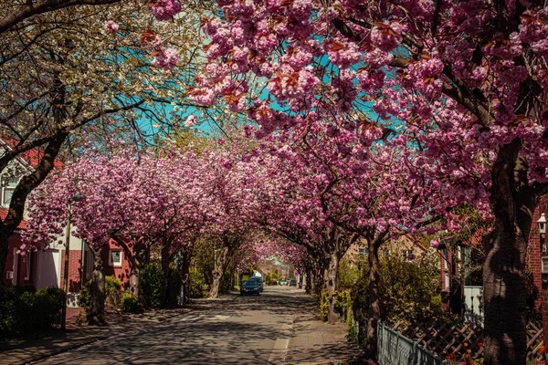 Roze Sakura Bomen Weg Baumstrasse Noordoost Friesland Duitsland — Stockfoto
