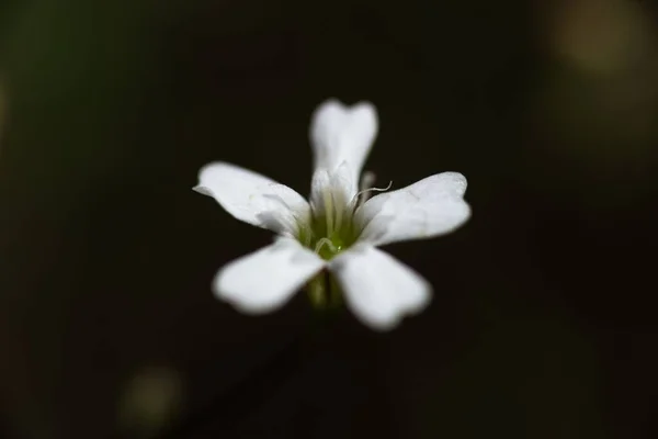Ein Nahaufnahme Makro Einer Atocion Rupestre Blütenpflanze Vor Dunklem Hintergrund — Stockfoto