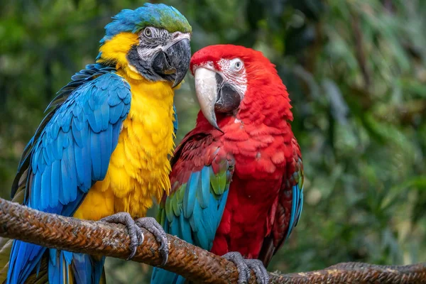 Detailní Záběr Modro Žlutého Papouška Červenozeleným Papouškem Sedícím Zeleném Pozadí — Stock fotografie