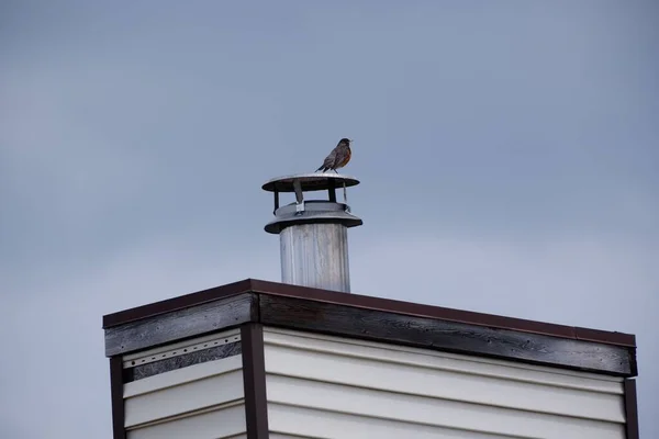 Adorable Américain Perché Sur Dessus Une Cheminée Métallique Contre Ciel — Photo