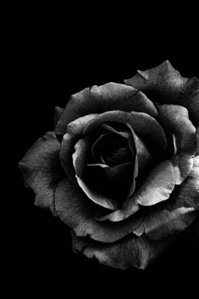 一朵盛开的玫瑰的垂直灰度拍摄 — 图库照片